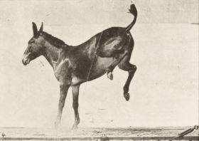 Plate 659 'Ruth' bucking and kicking — figure reference